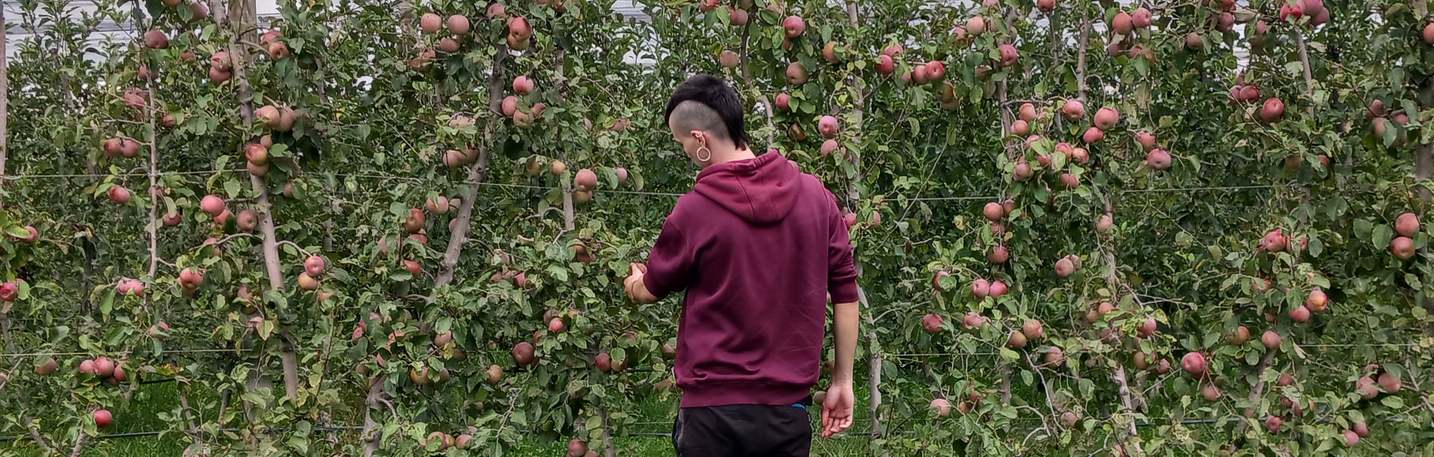 VISITA DEL ALUMNADO A UNA DE LAS EXPLOTACIONES AGRÍCOLAS QUE GUMENDI TIENE EN LA RIBERA DEL EBRO: “LA PLANTACIÓN DE PERAS Y MANZANAS ECOLÓGICAS DE LERIN”