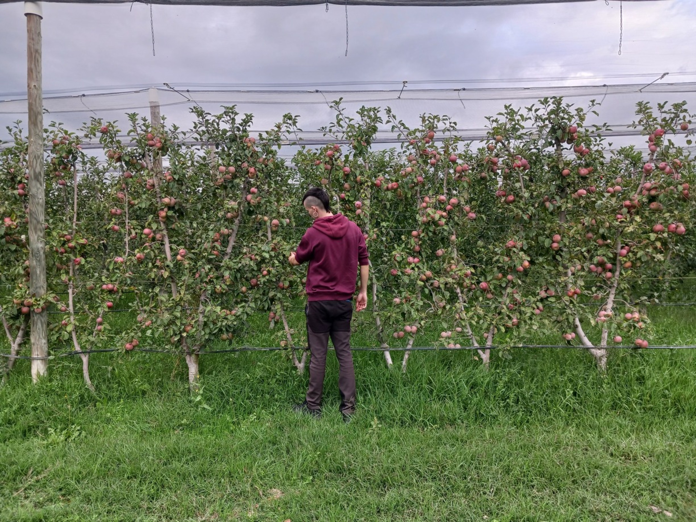 VISITA DEL ALUMNADO A UNA DE LAS EXPLOTACIONES AGRÍCOLAS QUE GUMENDI TIENE EN LA RIBERA DEL EBRO: “LA PLANTACIÓN DE PERAS Y MANZANAS ECOLÓGICAS DE LERIN”